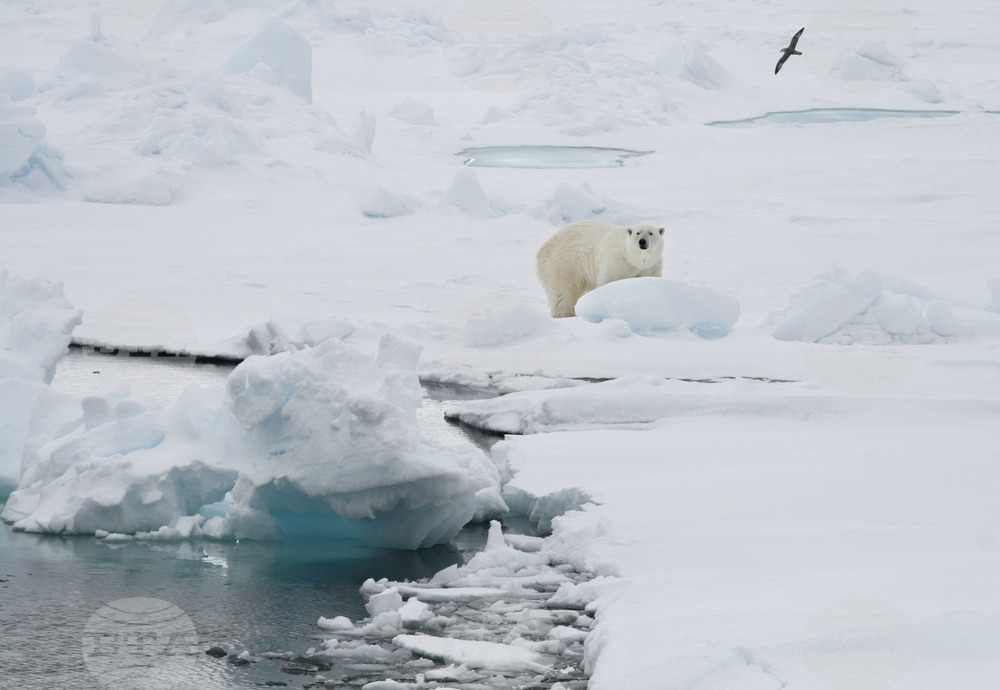 Бели мечки са превзели изоставена изследователска станция в руската част на Арктика 