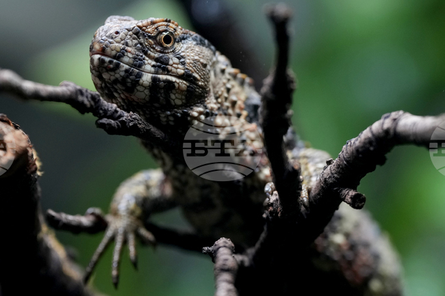 При бързите гущери вероятността да умрат е по-голяма, сочи австралийско проучване