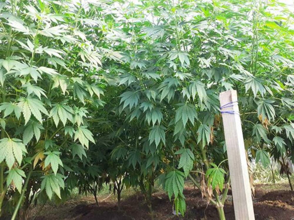 Домашна наркооранжерия за канабис разкриха криминалисти на РУ – Самоков