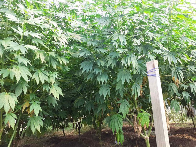 Домашна наркооранжерия за канабис разкриха криминалисти на РУ – Самоков