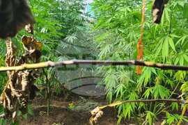 Домашна наркооранжерия за канабис разкриха криминалисти на РУ – Самоков