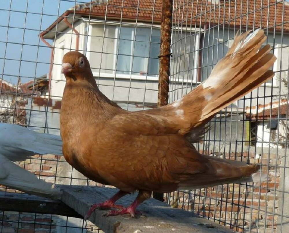 National, Balkan, European Champion Pigeons to Be on Show in Downtown Burgas