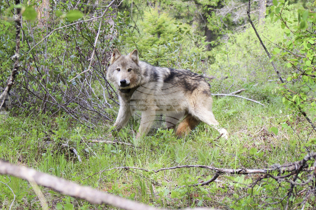 Вълците все още се страхуват от човека като "върховен хищник" дори в защитените зони