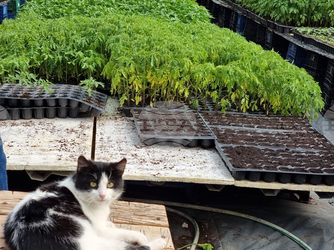 Зеленчукови градини ще отворят в гръцките детски градини и начални училища от следващата учебна година