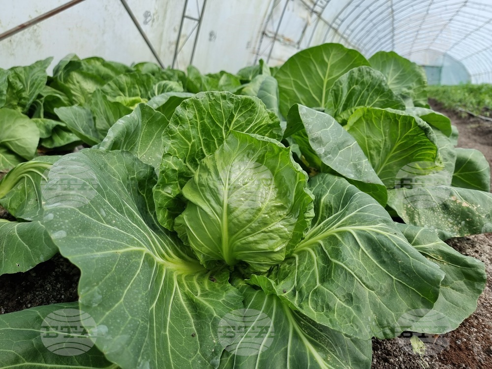System for Agricultural Market Information Says Seasonality Drives Food Prices