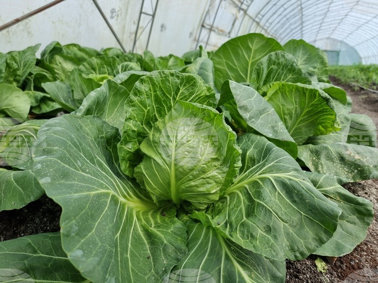 System for Agricultural Market Information Says Seasonality Drives Food Prices