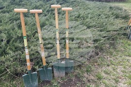 Добрич - инициатива - дървета