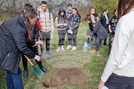 Добрич - инициатива - дървета