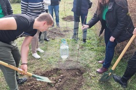 Добрич - инициатива - дървета