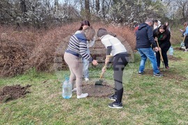 Добрич - инициатива - дървета