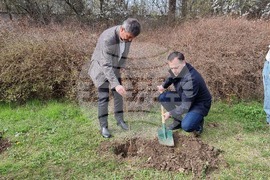 Добрич - инициатива - дървета