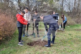 Добрич - инициатива - дървета