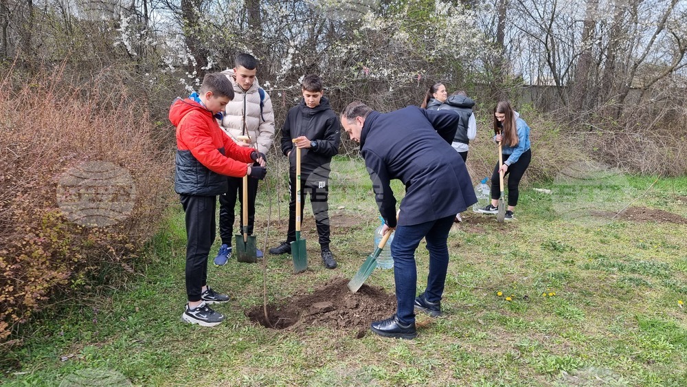 Добрич - инициатива - дървета