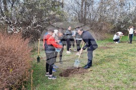 Добрич - инициатива - дървета