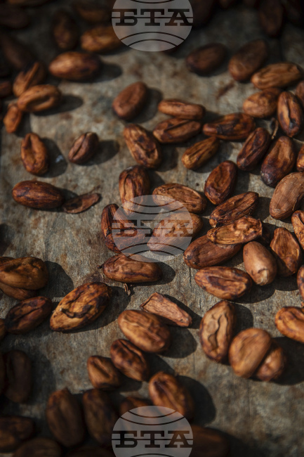 Какаото и горските плодове предпазват сърцето при продължително седене, сочи проучване