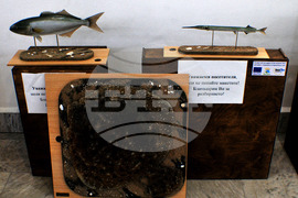 Бургас - Природонаучен музей - нови експонати