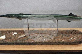 Бургас - Природонаучен музей - нови експонати