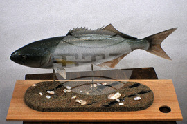 Бургас - Природонаучен музей - нови експонати