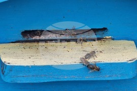 Село Робово - инициатива "На гости на Тунджа"