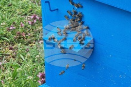 Село Робово - инициатива "На гости на Тунджа"