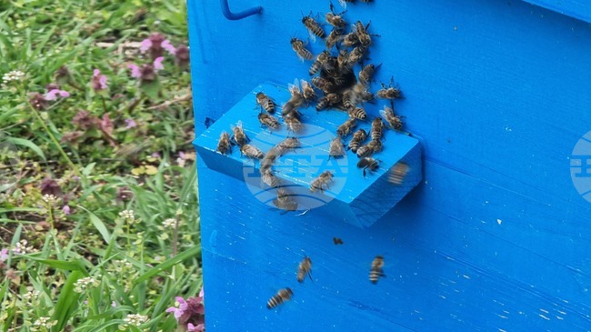 През 2027 г. Турция за пръв път ще бъде домакин на Международната среща на младите пчелари