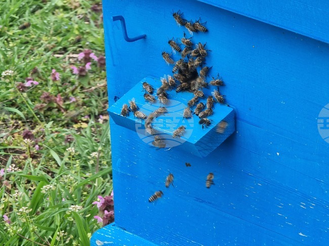 През 2027 г. Турция за пръв път ще бъде домакин на Международната среща на младите пчелари