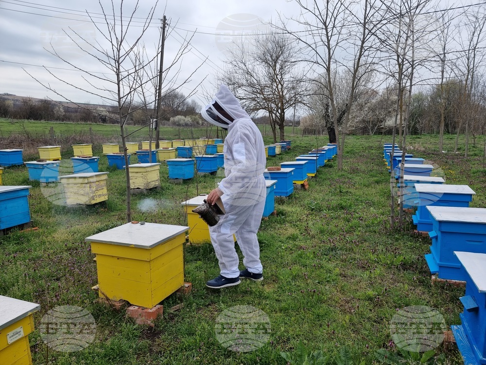 В област Ямбол са регистрирани 313 пчелина, съобщиха от областната администрация по повод Деня на пчеларя
