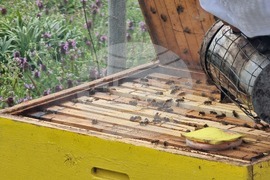 Село Робово - инициатива "На гости на Тунджа"