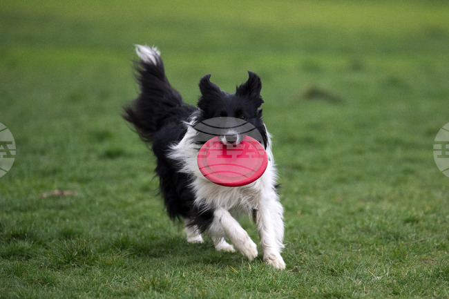 Обучени кучета помагат за спасяването на застрашени от изчезване костенурки в Южна Африка