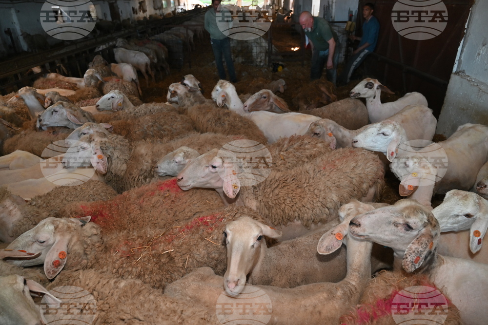 Село Петърница - Кирил Вътев - Владимир Боля - овцеферма - посещение