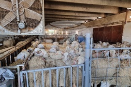 Село Петърница - Кирил Вътев - Владимир Боля - овцеферма - посещение