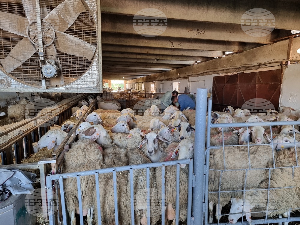 Село Петърница - Кирил Вътев - Владимир Боля - овцеферма - посещение