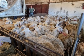 Село Петърница - Кирил Вътев - Владимир Боля - овцеферма - посещение