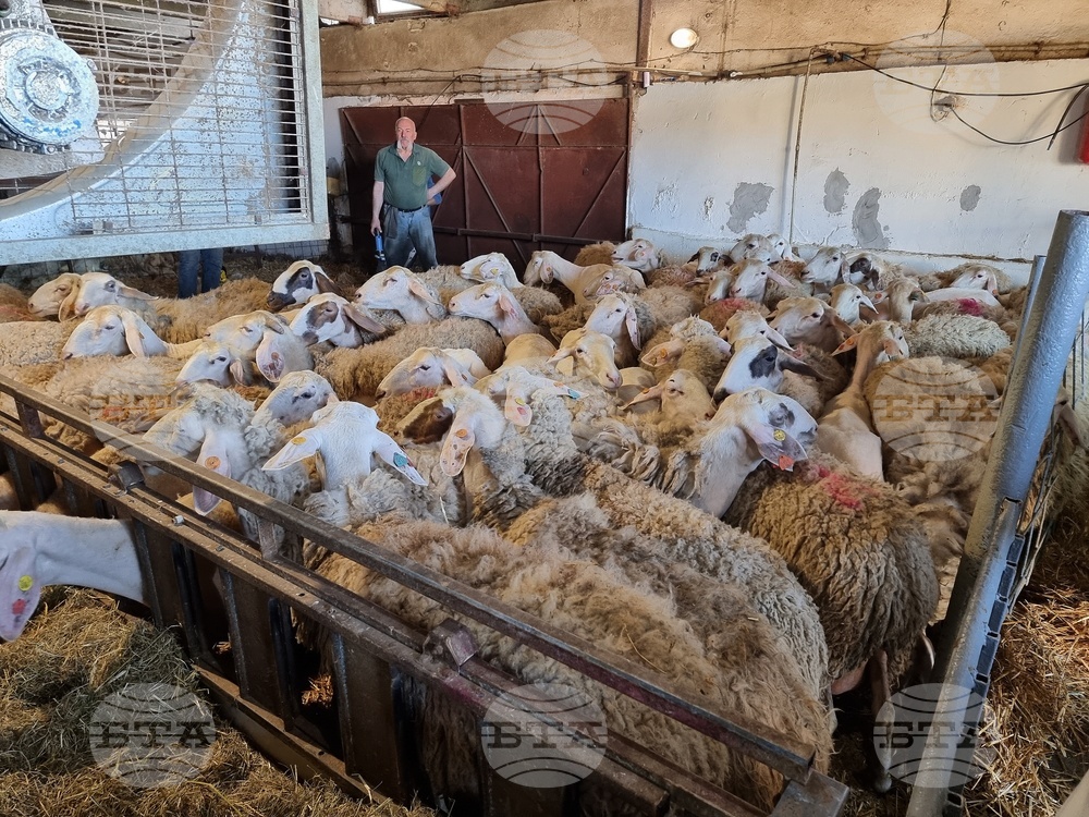Село Петърница - Кирил Вътев - Владимир Боля - овцеферма - посещение