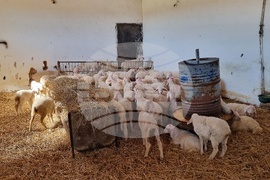 Село Петърница - Кирил Вътев - Владимир Боля - овцеферма - посещение