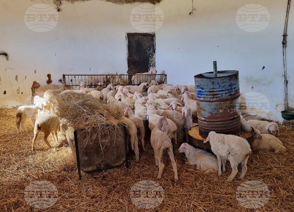 Село Петърница - Кирил Вътев - Владимир Боля - овцеферма - посещение