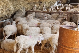 Село Петърница - Кирил Вътев - Владимир Боля - овцеферма - посещение