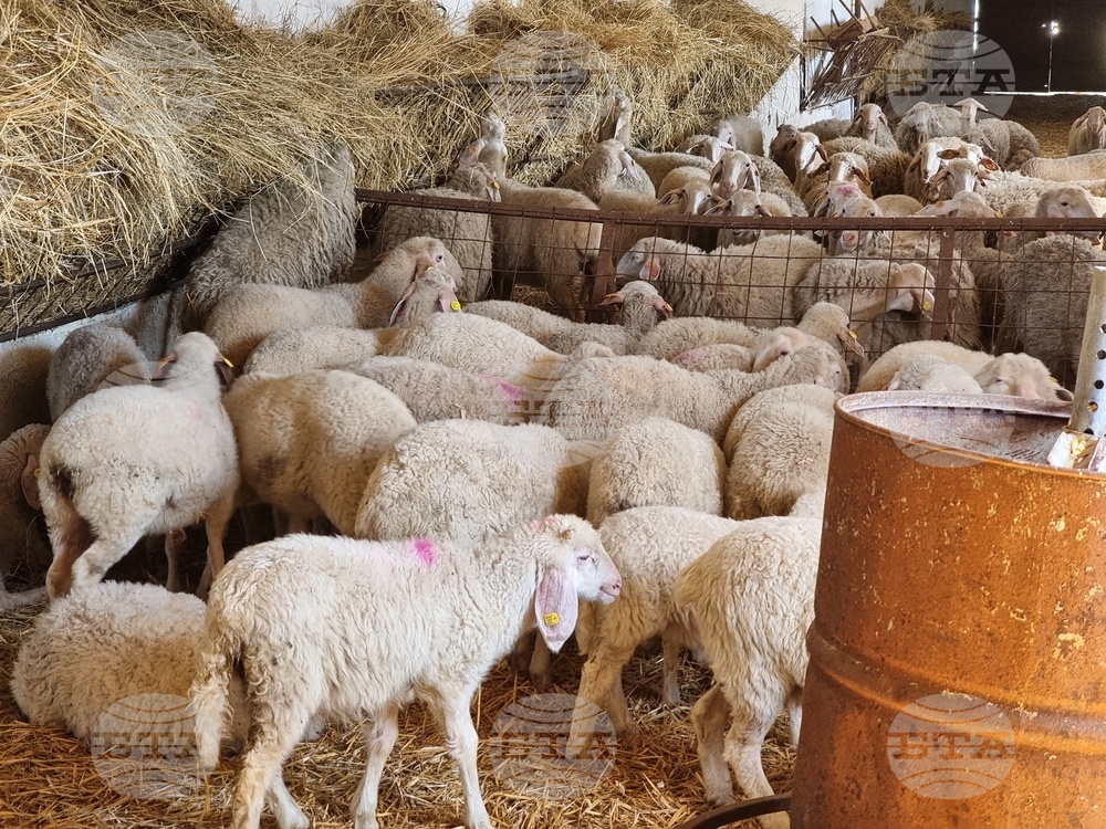 Село Петърница - Кирил Вътев - Владимир Боля - овцеферма - посещение