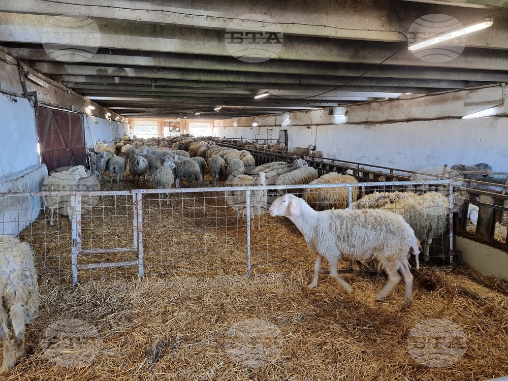 Село Петърница - Кирил Вътев - Владимир Боля - овцеферма - посещение