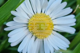 Пролет в София