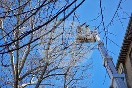 Бургас - санитарна сеч