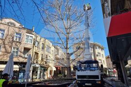 Бургас - санитарна сеч