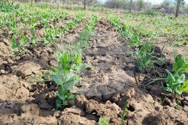 Търговище – пролет - зеленчуци