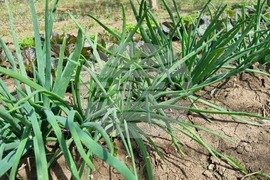 Търговище – пролет - зеленчуци