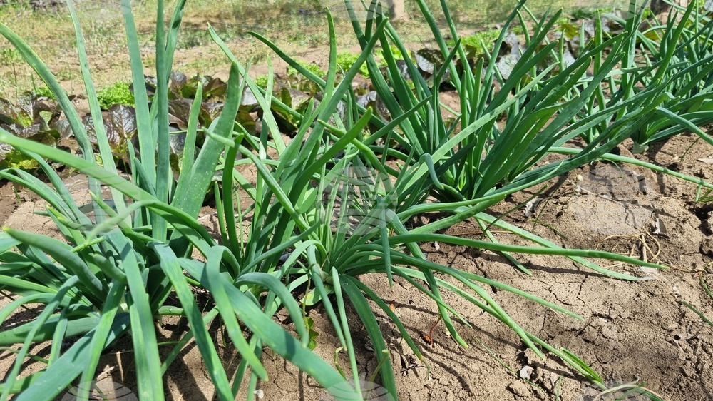 Търговище – пролет - зеленчуци