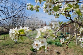 Търговище – пролет - зеленчуци