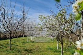 Търговище – пролет - зеленчуци