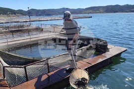 Кърджали - язовир - зарибяване