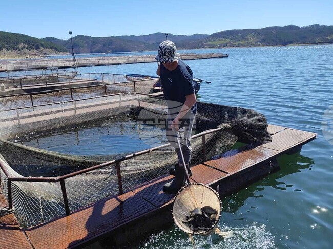 Кърджали - язовир - зарибяване