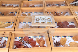 Сливен - Седмица на гората - откриване